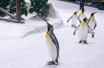 Kemenangan Arab Saudi vs Argentina sudah Diramal Penguin di Dubai?, Begini Ceritanya